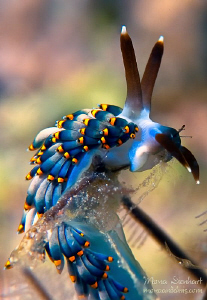 nice little nudi posing for me  in Bohol by Mona Dienhart 